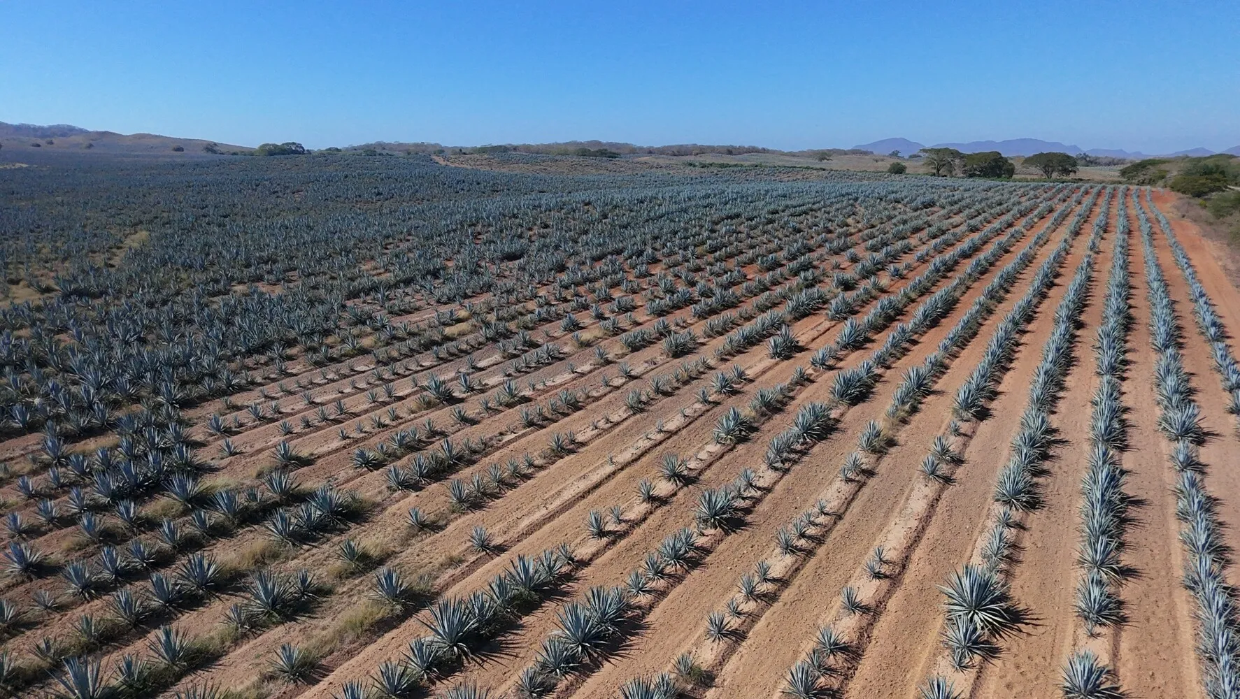 Agave plants, for making Tequila (and mezcal)